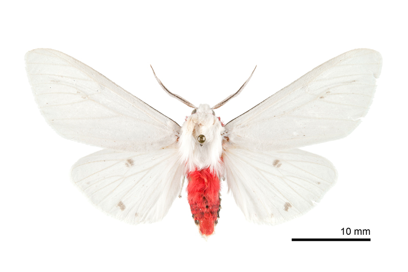 Spilarctia rubida Male